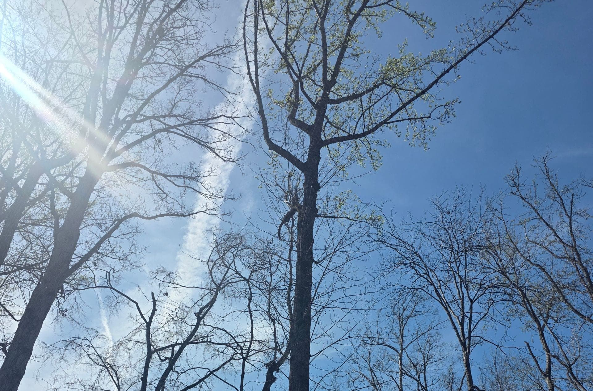 Cleared, professionally trimmed trees against an open Upstate sky