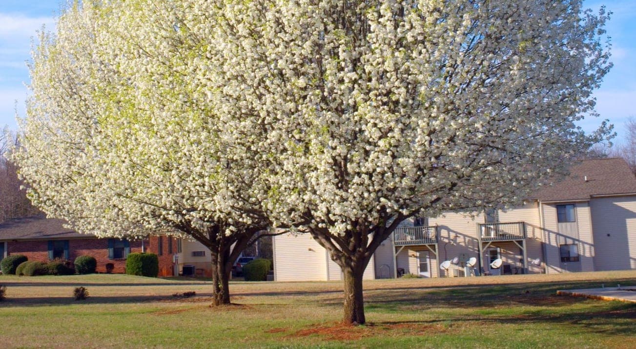 Should You Remove a Bradford Pear Tree?