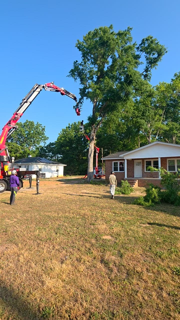 Seasoned Tree Care crew completing a professional tree removal